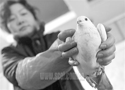 �Ÿ�ɲ���������������