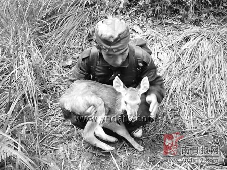 本报独家报道引出专家鉴定幼仔雌鹿原是濒危物