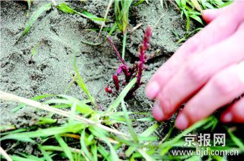 三峡大坝发现珍稀濒危植物疏花水柏枝(图)