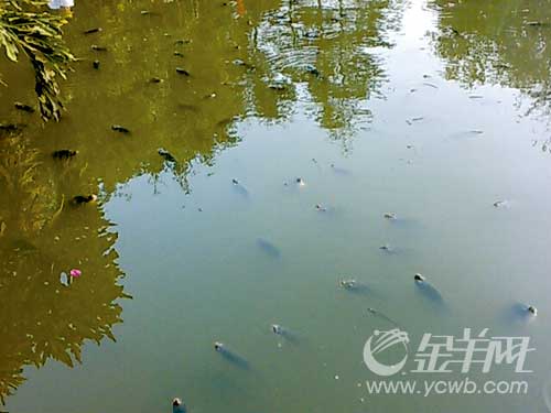 新闻继续追:年年有鱼死湖水像墨汁为何无人理