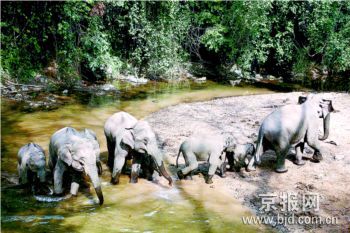 美国游客在西双版纳遭野象群袭击