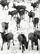湖北石首麋鹿保护区停发人员工资保动物(图)