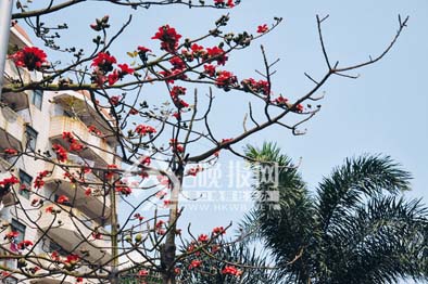 海口气温回升 木棉花陆续开放