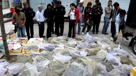 水产店藏蛇800公斤