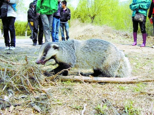 延庆生态好獾猪进县城