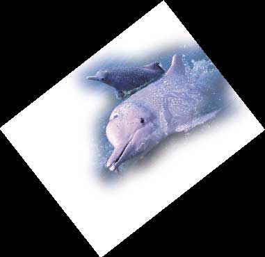 国家一级保护动物白海豚误入珠江死亡(图)