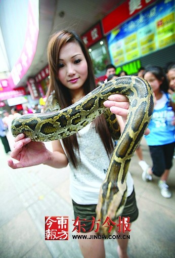 为征500奇人拍摄喜剧电影 美女南京闹市与蟒蛇