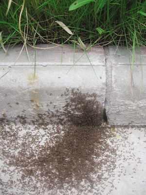 数万只蚂蚁捉对厮杀死伤一大片