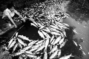 同饮一塘水 鱼鸭一齐亡