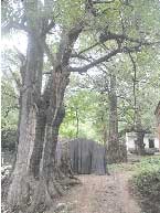 洛阳58户山民集体搬家为千年银杏让位