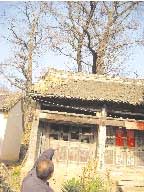 洛阳58户山民集体搬家为千年银杏让位