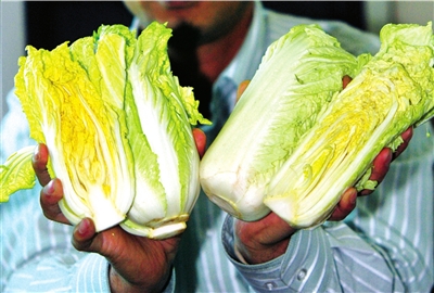大白菜不能混同于娃娃菜