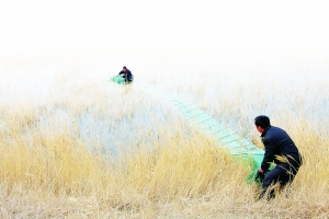 南海湿地水生物遭地笼围剿