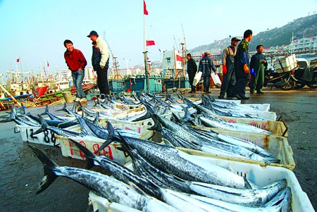 首批沙子口春鲅鱼上市