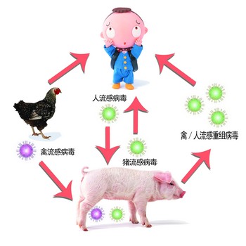 长沙制定猪流感疫情应急方案