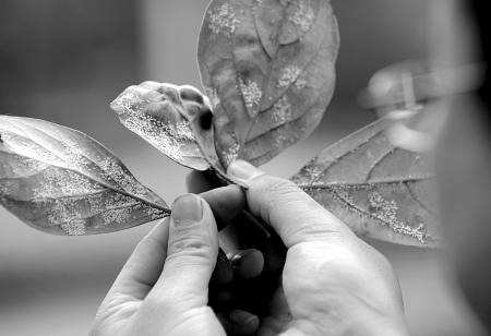 虫害缠身 香樟树要打针