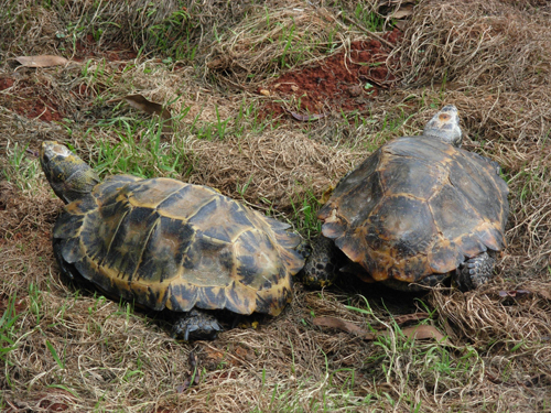 野生动物园收容4只凹甲陆龟