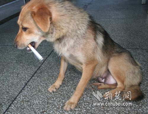 武汉一市民家中养出最牛狗:能抽烟 会提鞋