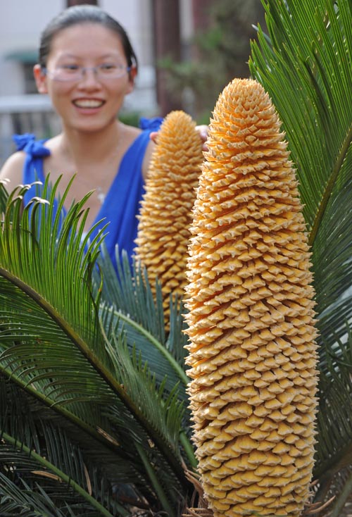 奇闻：宜都一株铁树开出四朵花蕊（组图）