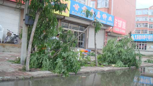 锦州义县遭遇大风天气过程 大树被连根拔起[图
