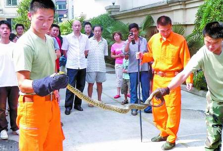 居民们受到惊吓,请来消防队员擒蛇.