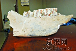 北京昌平发现万年前披毛犀牛化石