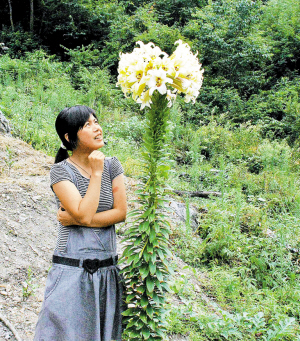 【野百合花】