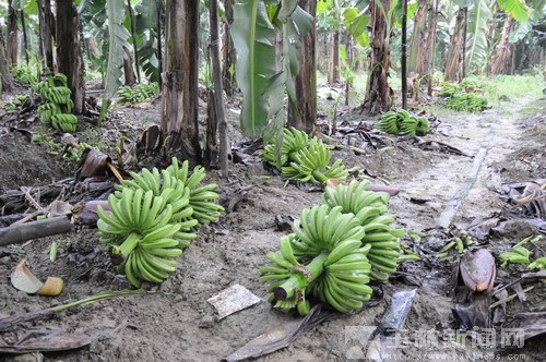 [玉林日报]痛心!三千多棵香蕉无辜被砍 损失25