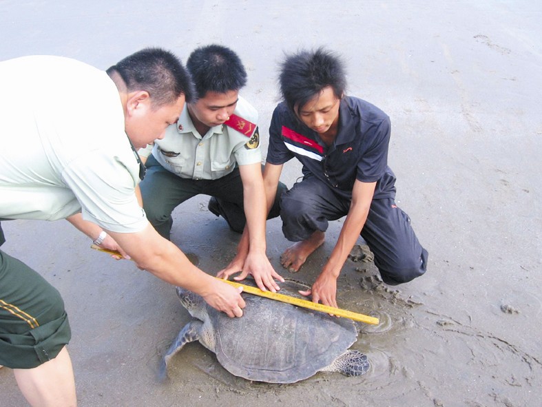 漳州:大海龟被放生 放生