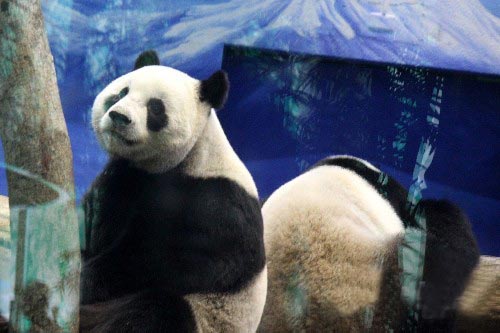 大陆赠台大熊猫团团,圆圆将要满5岁,今天(30日)将度过来台湾后的第一