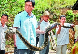 蛇宝宝被抓 蛇爸找上门_新闻中心_新浪网