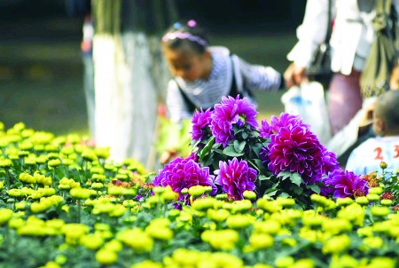 中国传统节日重阳节,而民间就有重阳节赏菊的