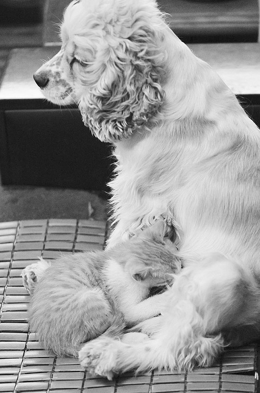猫<em>妈妈</em>食物中毒身亡 <em>处女</em>狗挺身而出当奶妈