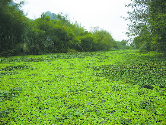 [桂林晚报]水葫芦入侵平乐上吕河 600米难见水