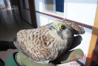 放生黄爪隼_新闻中心_新浪网