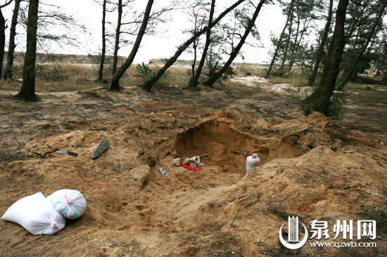 泉州:海沙遭疯狂偷采 海堤溃塌多处防护林被砍