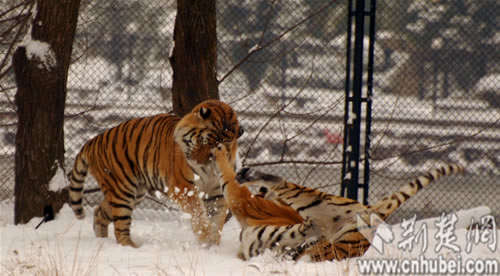 武汉动物园两只老虎因地盘打雪仗(图)