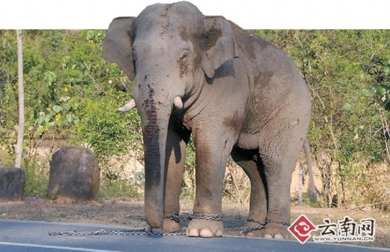 大象抢媳妇遭攻击续受伤野象冲上高速阻断交