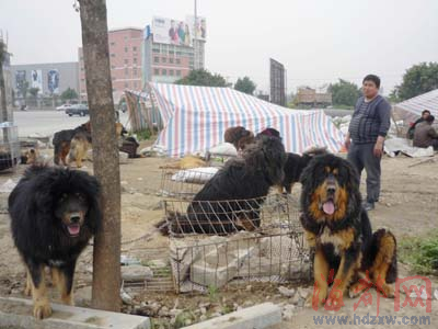 一路口交叉处竟卖藏獒 黑狗市扰民