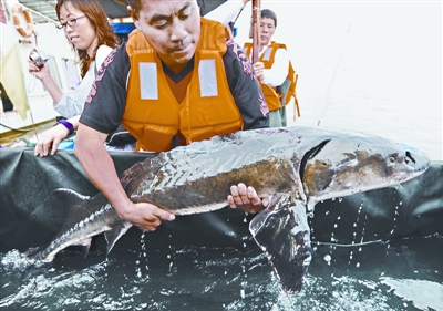 500中华鲟断粮1月续:海洋渔业局称已调研汇报