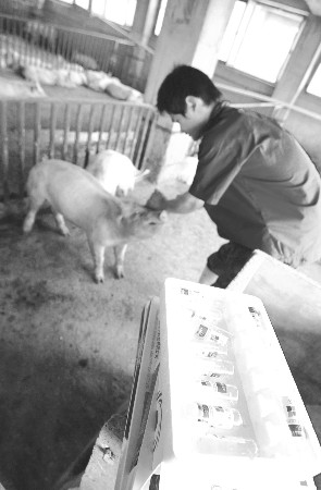 临沂产“世博猪”的养殖经   进口食品补营养  服用中药来保健