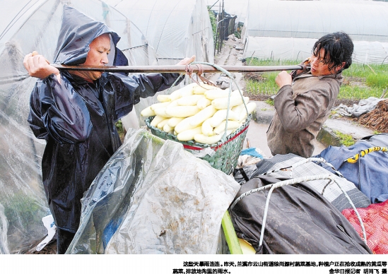 昨天,兰溪市云山街道徐尚源村蔬菜基地,种植户正在抢收成熟的黄瓜等