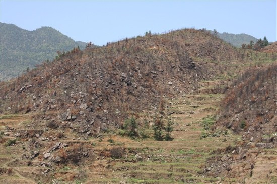 国家自然文化遗产湖南紫鹊界200亩森林被毁