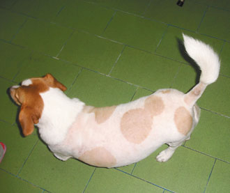 因贼犬造型太酷 台湾苗栗警方以狗追人破2案(