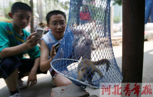 两黄鼠狼闯商店店主四小时擒住