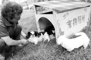 宠物厕所 风光地来 尴尬地没