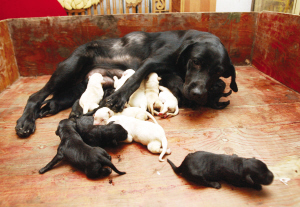 一胎生16只狗崽寻“狗奶妈”