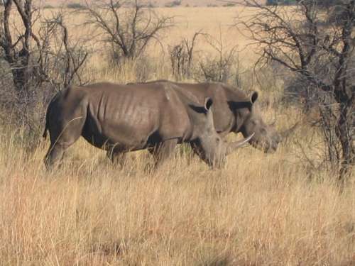 南非再传盗猎珍贵白犀牛嫌疑人正在追缉中