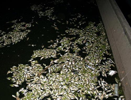 葫芦岛五里河再现大量死鱼不排除企业偷排污水