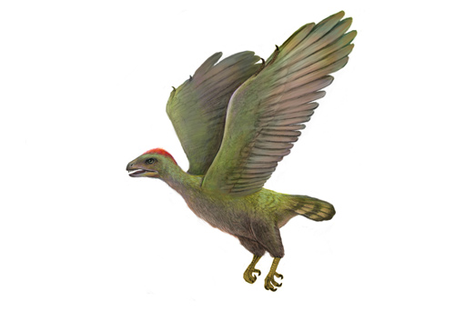 沈阳师大专家发现原始鸟类化石新属——"沈师鸟"